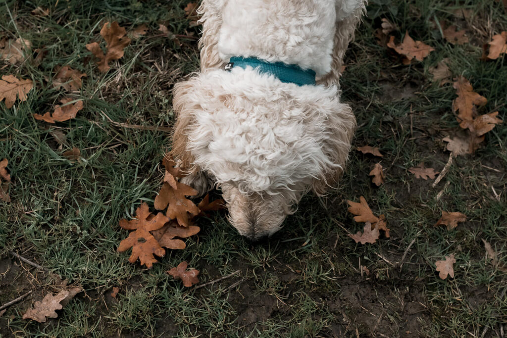 goldendoodle_Hundefotografie_Hundeshooting_im_herbst_wiesbaden_gassi