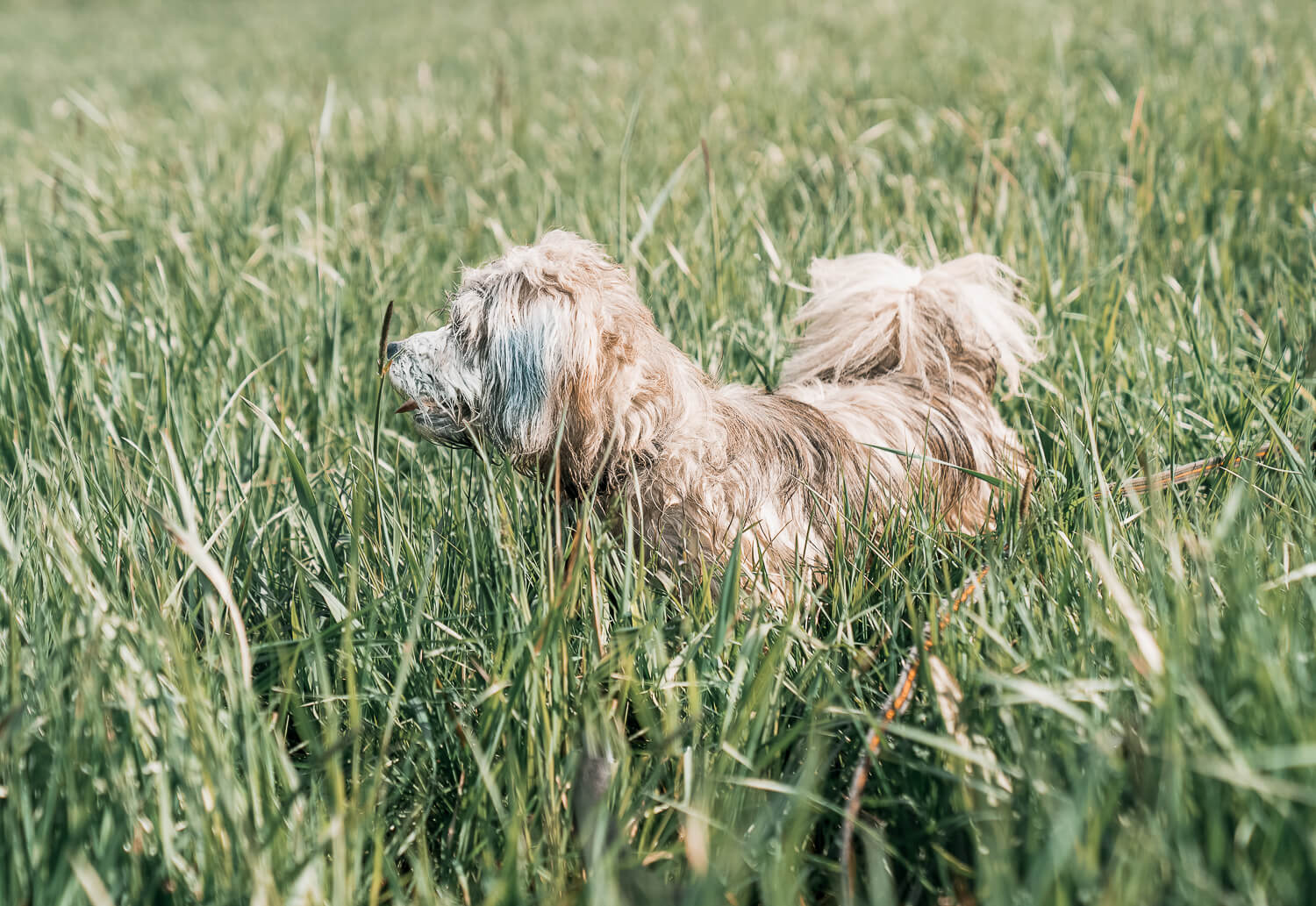 miriam_schönleber_Hundefotografin_Hundeshooting_im_Frühling_Mainspitze