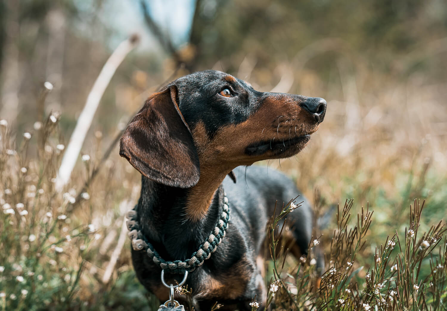 Zwergdackel_Hundefotografie_Hundeshooting_gassigehen_wiesbaden_miriam_scchönleber_fotografie